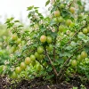 Pixwell Gooseberry Bush Live Plant – Cold Hardy Fruiting Shrub – 6-12" Tall - Image 1
