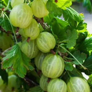 Pixwell Gooseberry Bush Live Plant – Cold Hardy Fruiting Shrub – 6-12