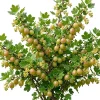 Pixwell Gooseberry Live Plant - Cold Hardy Fruiting Shrub 6-12" Tall Outdoor - Image 1