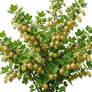 Pixwell Gooseberry Live Plant - Cold Hardy Fruiting Shrub 6-12