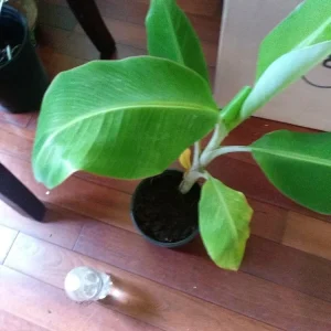Plantain Live Plant 8-12in - Bare Root Edible Fruit Tree - Outdoor - Image 2