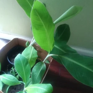 Plantain Live Plant 8-12in - Bare Root Edible Fruit Tree - Outdoor - Image 4