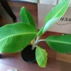 Plantain Live Plant 8-12in - Bare Root Edible Fruit Tree - Outdoor - Image 1
