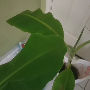 Plantain Plant Live - Platano Macho Big Tree - Fruit & Shade - Image 2
