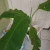 Plantain Plant Live - Platano Macho Big Tree - Fruit & Shade - Image 1