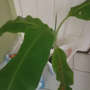 Plantain Plant Live - Platano Macho Big Tree - Fruit & Shade - Image 1