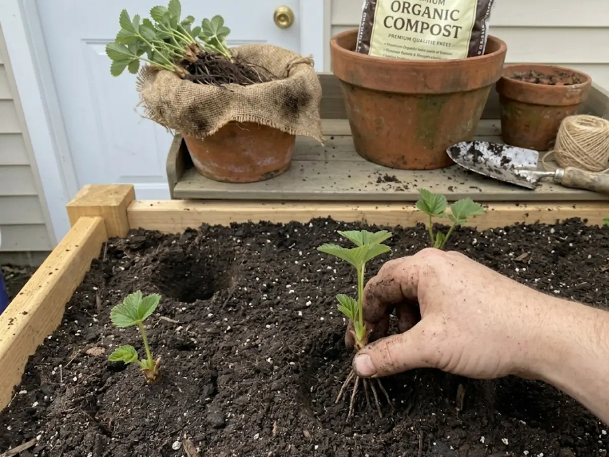 planting bare root strawberries