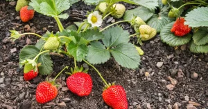 planting bare root strawberries in containers