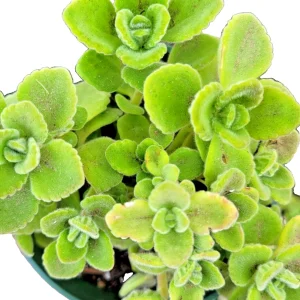 Plectranthus Coleoides Variegata Swedish Ivy Live Plant Cuttings – 3 Pack – Indoor/Outdoor - Image 2