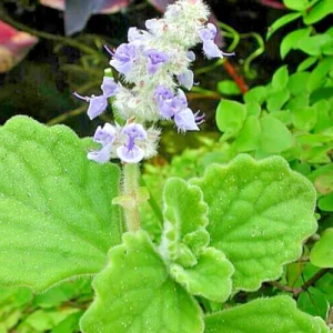 Plectranthus Coleoides Variegata Swedish Ivy Live Plant Cuttings – 3 Pack – Indoor/Outdoor - Image 3