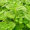 Plectranthus Coleoides Variegata Swedish Ivy Live Plant Cuttings – 3 Pack – Indoor/Outdoor - Image 1