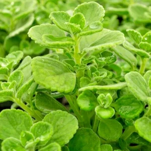Plectranthus Coleoides Variegata Swedish Ivy Live Plant Cuttings – 3 Pack – Indoor/Outdoor - Image 1