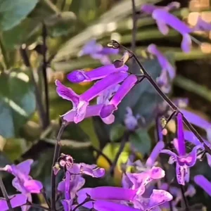 Plectranthus Mona Lavender Live Plant – 6 Inch Pot – Indoor/Outdoor - Image 2