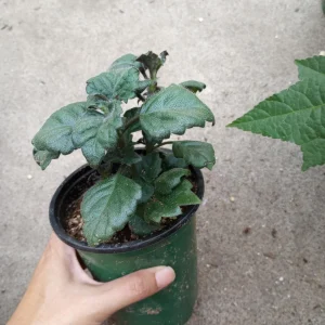 Plectranthus Mona Lavender Live Plant – 6 Inch Pot – Indoor/Outdoor - Image 3