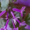 Plectranthus Mona Lavender Live Plant – 6 Inch Pot – Indoor/Outdoor - Image 1