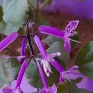 Plectranthus Mona Lavender Live Plant – 6 Inch Pot – Indoor/Outdoor - Image 1
