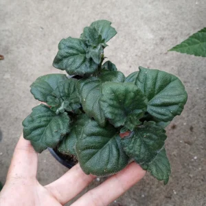 Plectranthus Mona Lavender Live Plant – 6 Inch Pot – Indoor/Outdoor - Image 4