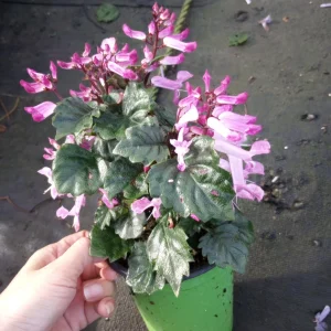 Plectranthus Pink Live Plant – 6 inch Pot – Vibrant Foliage Houseplant - Image 2