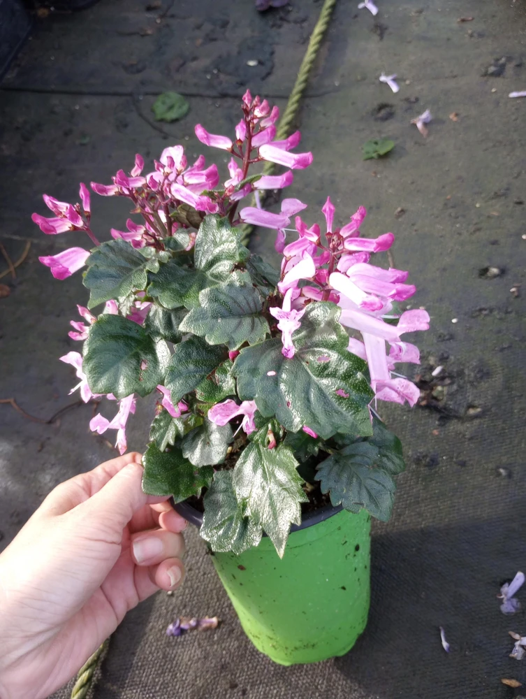 Plectranthus Pink Live Plant – 6 inch Pot – Vibrant Foliage Houseplant - Image 2
