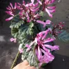 Plectranthus Pink Live Plant – 6 inch Pot – Vibrant Foliage Houseplant - Image 1
