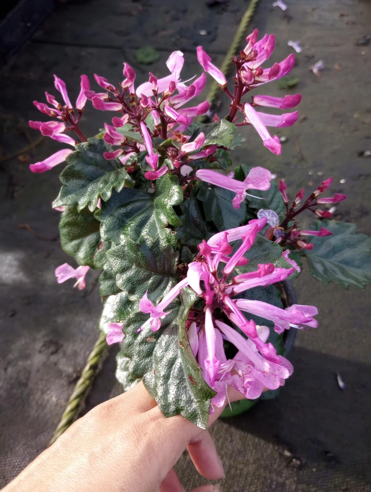 Plectranthus Pink Live Plant – 6 inch Pot – Vibrant Foliage Houseplant - Image 1