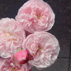 Plume Shrub Rose Live Plant - Soft Pink, Double Blooms, 1.2m Tall - Image 2