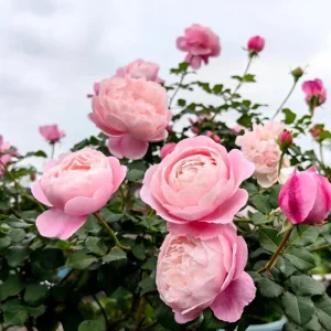 Plume Shrub Rose Live Plant - Soft Pink, Double Blooms, 1.2m Tall - Image 3