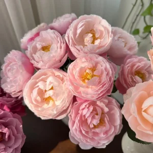 Plume Shrub Rose Live Plant - Soft Pink, Double Blooms, 1.2m Tall - Image 4