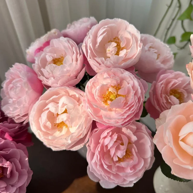 Plume Shrub Rose Live Plant - Soft Pink, Double Blooms, 1.2m Tall - Image 4
