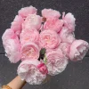 Plume Shrub Rose Live Plant - Soft Pink, Double Blooms, 1.2m Tall - Image 1