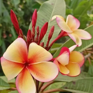 Plumeria Frangipani Live Plant - Tropical Houseplant or Garden Shrub - 8 oz Pot - Image 1