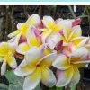 Plumeria Nakaraj Live Plant - Pink Flowering Rooted Cutting, 30-40 cm Tall - Image 1