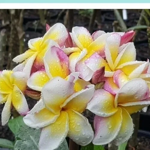 Plumeria Nakaraj Live Plant - Pink Flowering Rooted Cutting, 30-40 cm Tall - Image 1