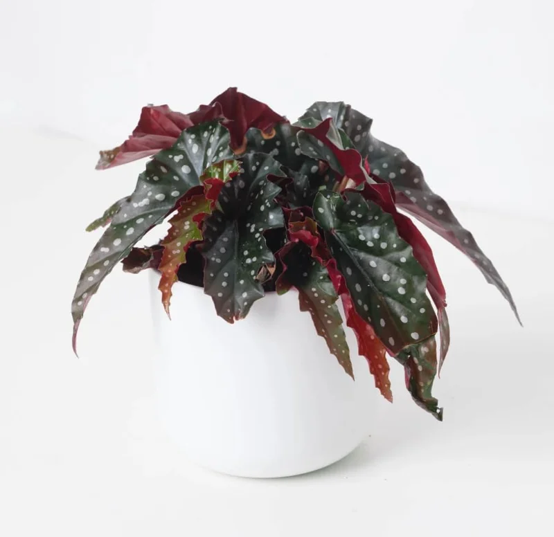 Polka Dot Begonia Live Plant - Maculata Black Begonia, 4" Pot, Indoor - Image 2
