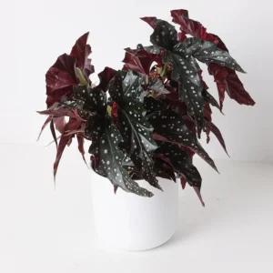 Polka Dot Begonia Live Plant - Maculata Black Begonia, 4