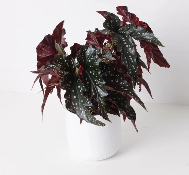 Polka Dot Begonia Live Plant - Maculata Black Begonia, 4" Pot, Indoor - Image 3
