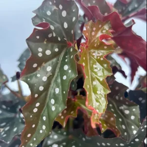 Polka Dot Begonia Live Plant - Maculata Black Begonia, 4
