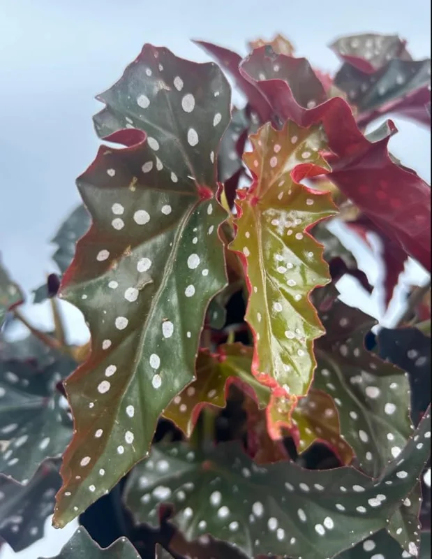 Polka Dot Begonia Live Plant - Maculata Black Begonia, 4" Pot, Indoor - Image 4
