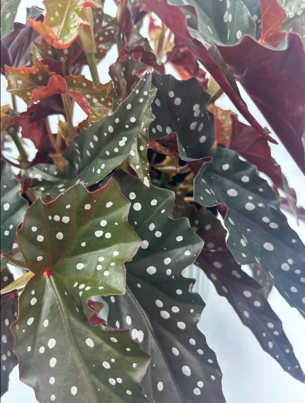 Polka Dot Begonia Live Plant - Maculata Black Begonia, 4" Pot, Indoor - Image 5