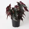 Polka Dot Begonia Live Plant - Maculata Black Begonia, 4" Pot, Indoor - Image 1