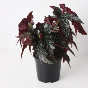 Polka Dot Begonia Live Plant - Maculata Black Begonia, 4