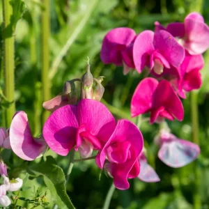 Polygala Myrtifolia Milkwort 7 Sweet Pea Bush Live Plant Cuttings, 6" Tall, Outdoor - Image 2