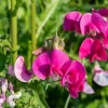 Polygala Myrtifolia Milkwort 7 Sweet Pea Bush Live Plant Cuttings, 6" Tall, Outdoor - Image 1