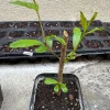 Pomegranate Fruit Live Tree Cutting Rooted - Grow Your Own Pomegranate Plant - Image 1