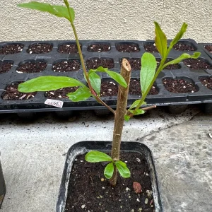 Pomegranate Fruit Live Tree Cutting Rooted - Grow Your Own Pomegranate Plant - Image 1