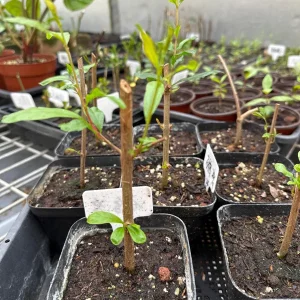 Pomegranate Fruit Live Tree Cutting Rooted - Grow Your Own Pomegranate Plant - Image 2