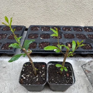 Pomegranate Fruit Live Tree Cutting Rooted - Grow Your Own Pomegranate Plant - Image 3
