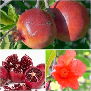 Pomegranate Live Plant Cuttings – 7 Pack, 6 inch Fruit Tree for Outdoor Planting - Image 2