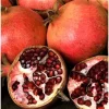 Pomegranate Live Plant Cuttings – 7 Pack, 6 inch Fruit Tree for Outdoor Planting - Image 1