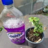 Portulaca Afra Jade Bonsai Live Plant - Elephant Bush, 8 inch Pot, Indoor/Outdoor - Image 1